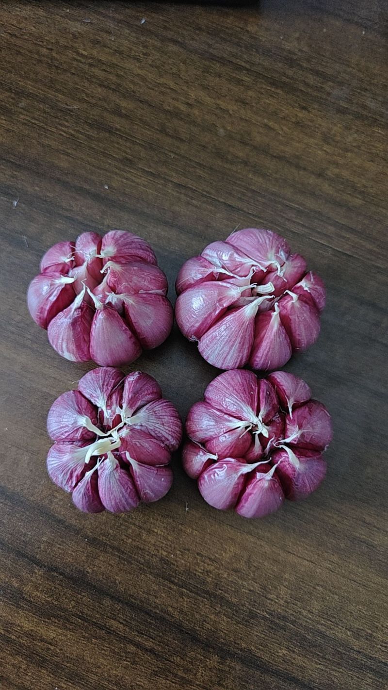 金乡精品大蒜！大量有货！一吨起批！随到随装！
