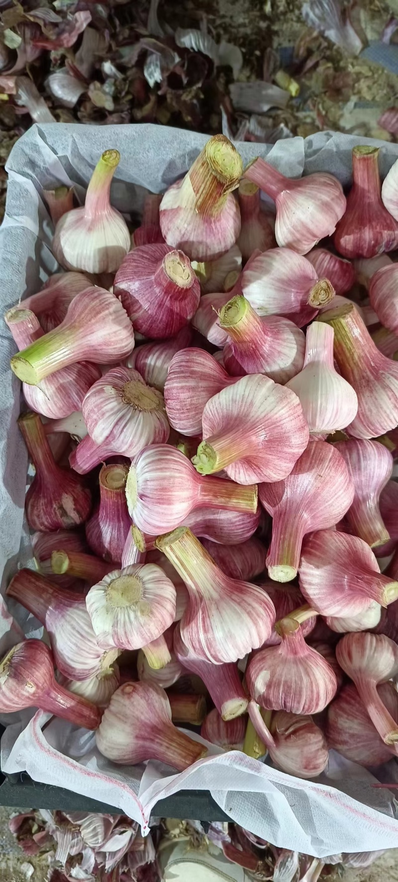 金乡精品大蒜！大量有货！一吨起批！随到随装！