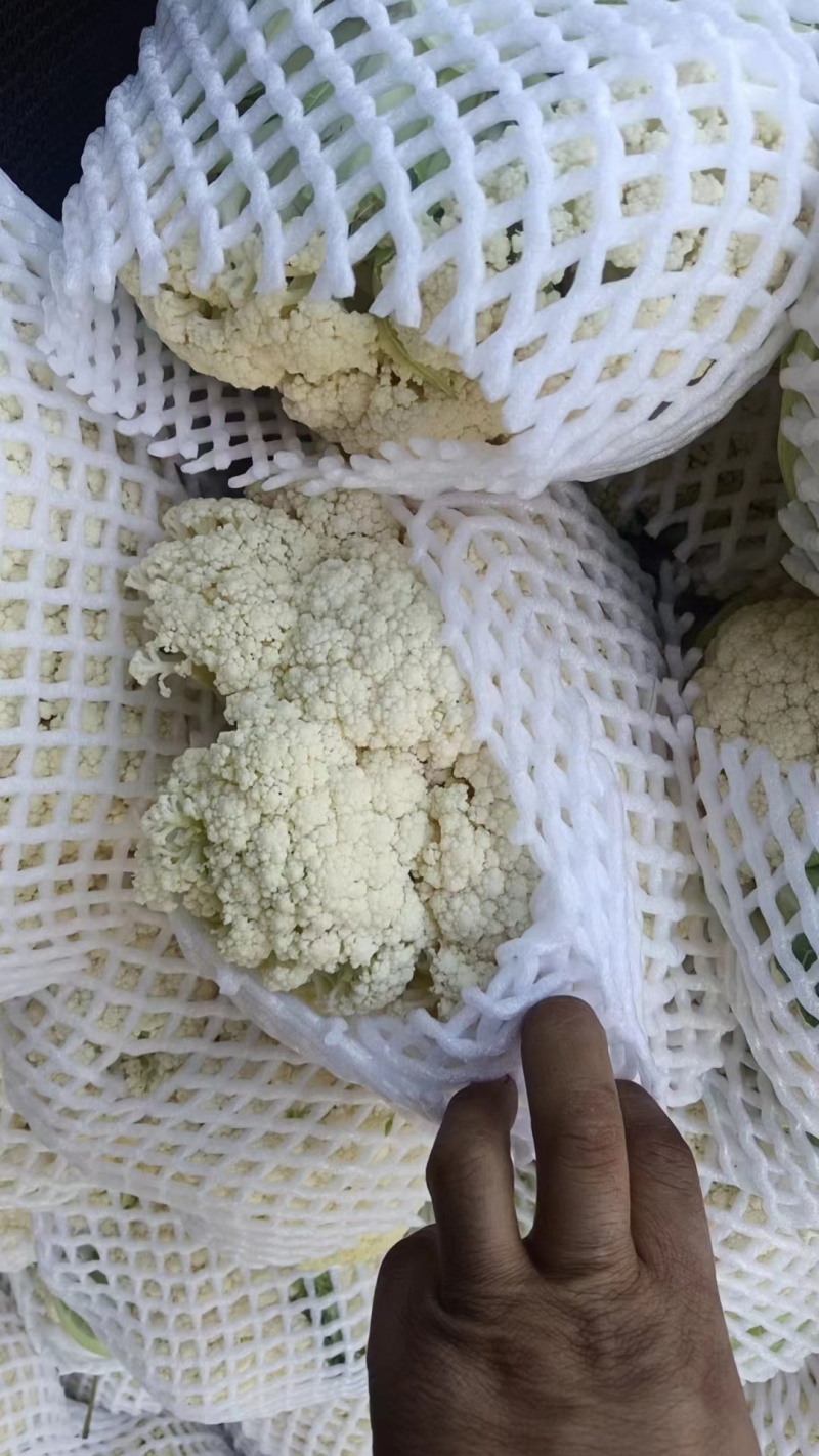 基地直供白面青梗小米粒有机花菜散花大量长期供货！保质保量