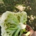 基地直供白面青梗小米粒有机花菜散花大量长期供货！保质保量