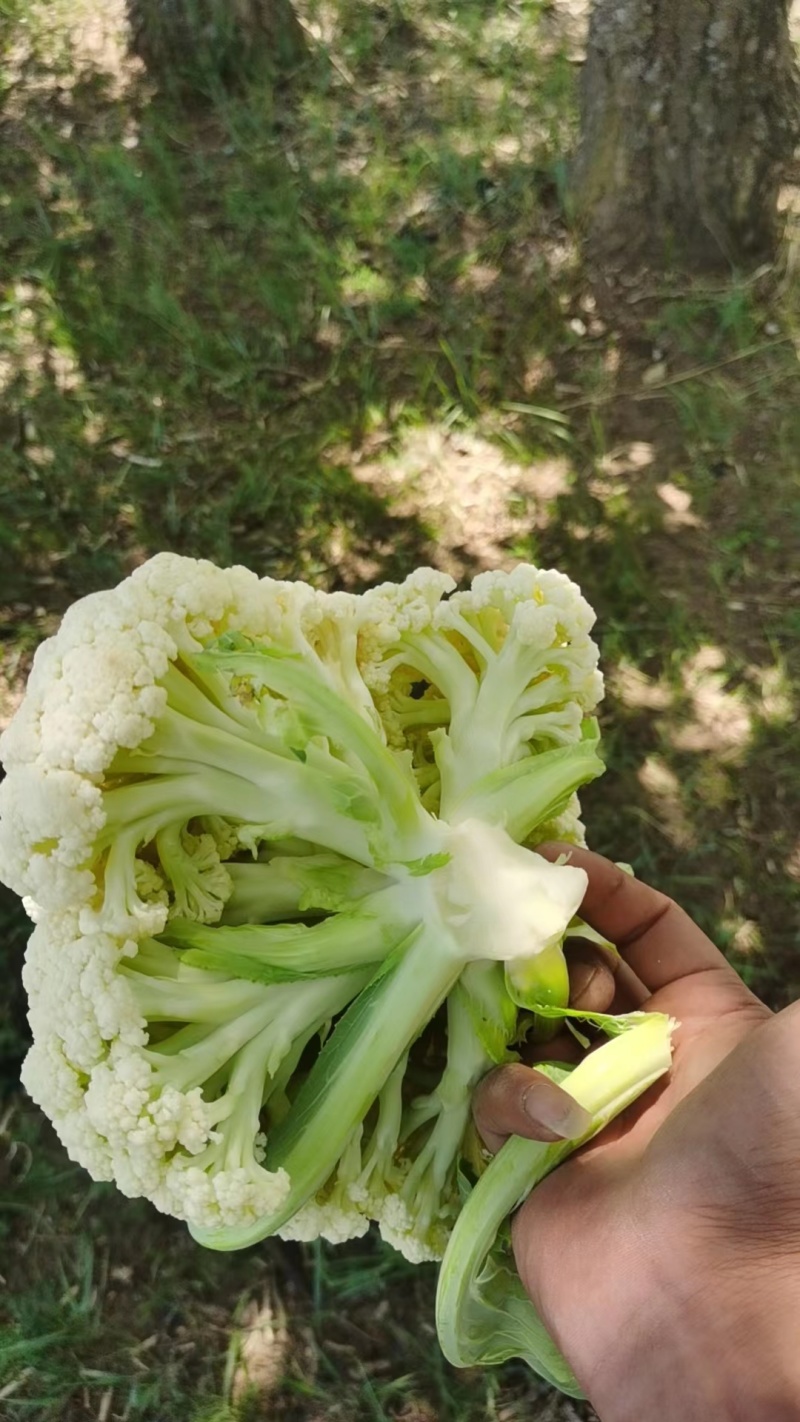 基地直供白面青梗小米粒有机花菜散花大量长期供货！保质保量