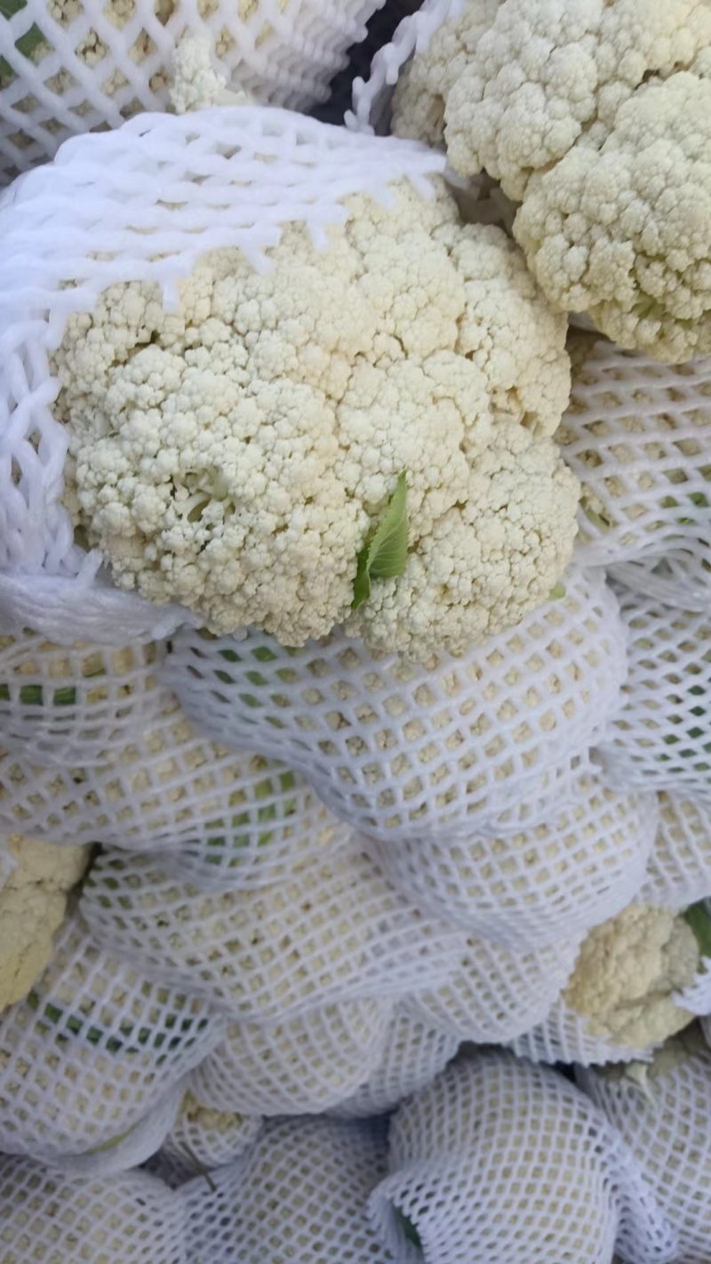 基地直供白面青梗小米粒有机花菜散花大量长期供货！保质保量