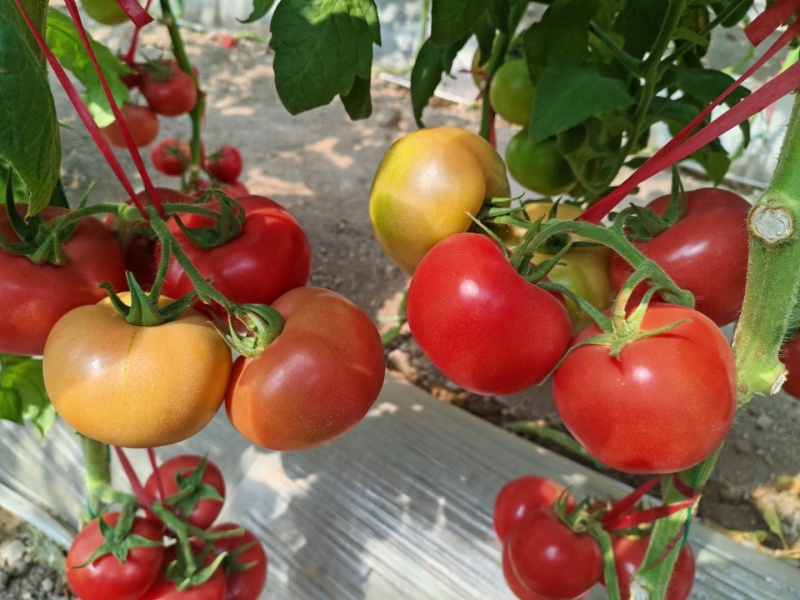 西红柿苗，越夏秋延硬粉西红柿苗，口感番茄苗，，基地直发