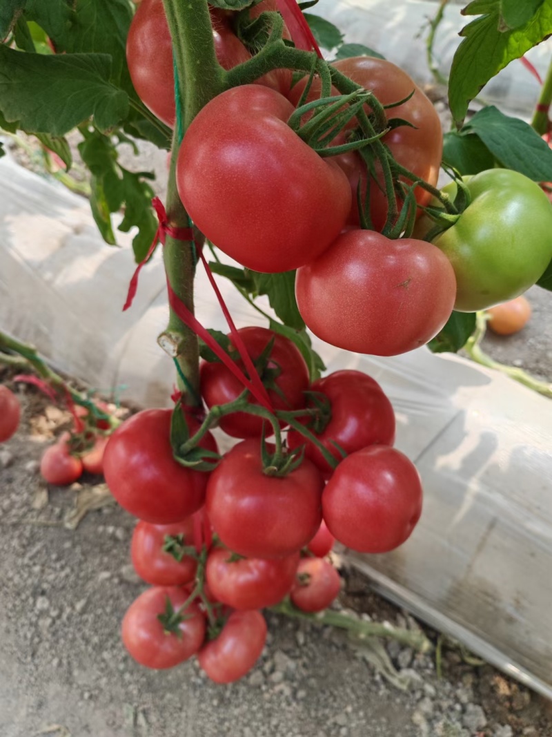 西红柿苗，越夏秋延硬粉西红柿苗，口感番茄苗，，基地直发