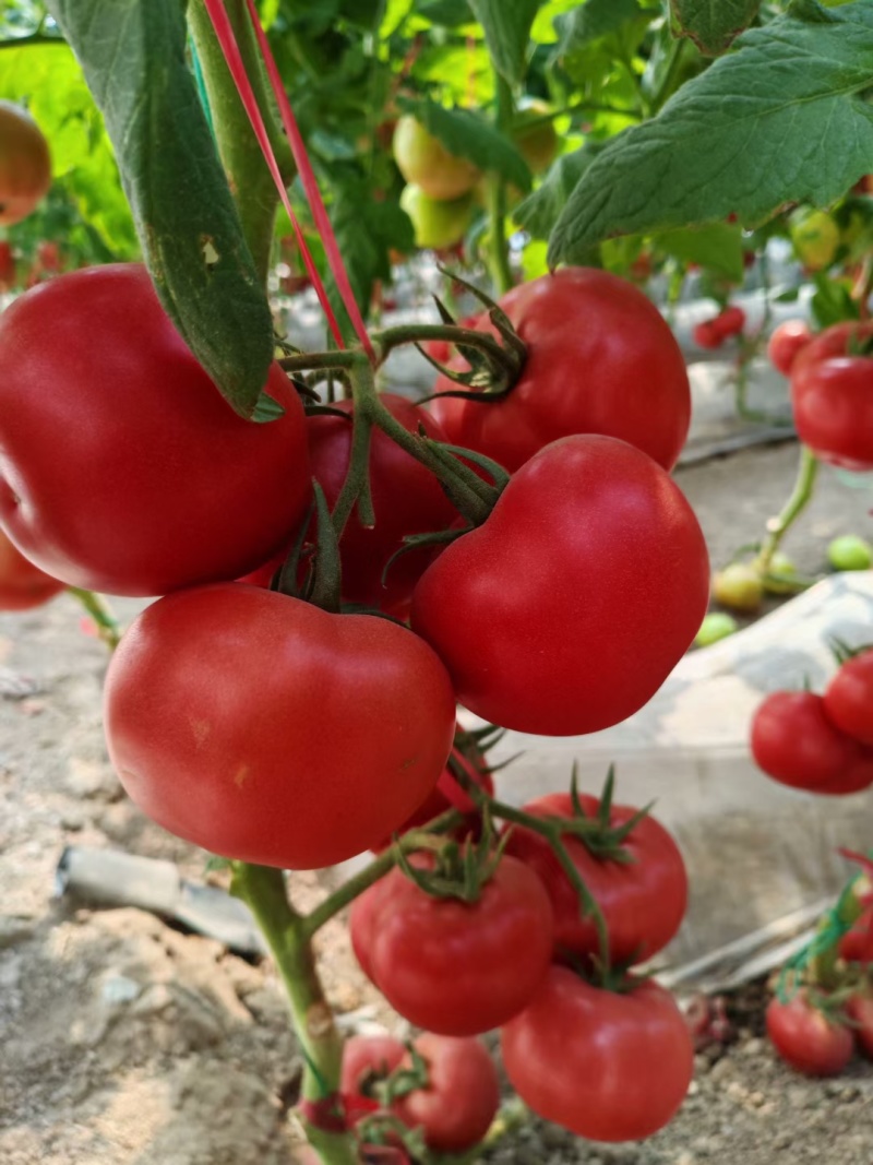西红柿苗，越夏秋延硬粉西红柿苗，口感番茄苗，，基地直发