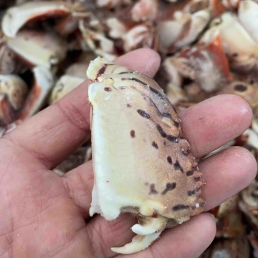 新鲜面包蟹钳肉特大蟹脚鲜活冷冻元宝蟹虎纹腿肉椰子蟹梭子蟹海鲜