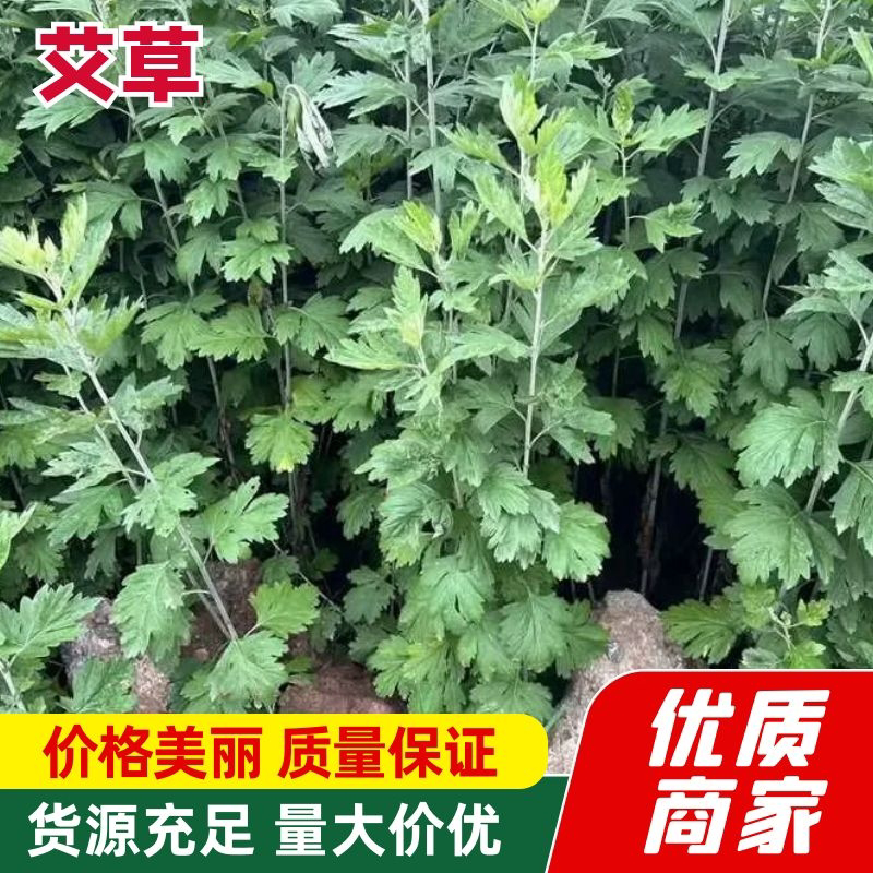 精品艾草货源充足量大从优质量保证欢迎咨询