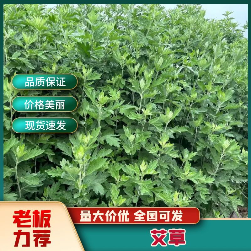 精品艾草新鲜艾草艾苗新鲜艾草产地发货欢迎咨询