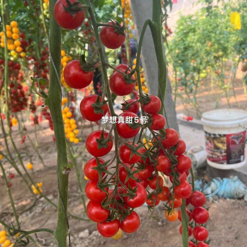 圣女果苗樱桃小番茄苗千禧，小黄圣女果苗，迷彩圣女果苗