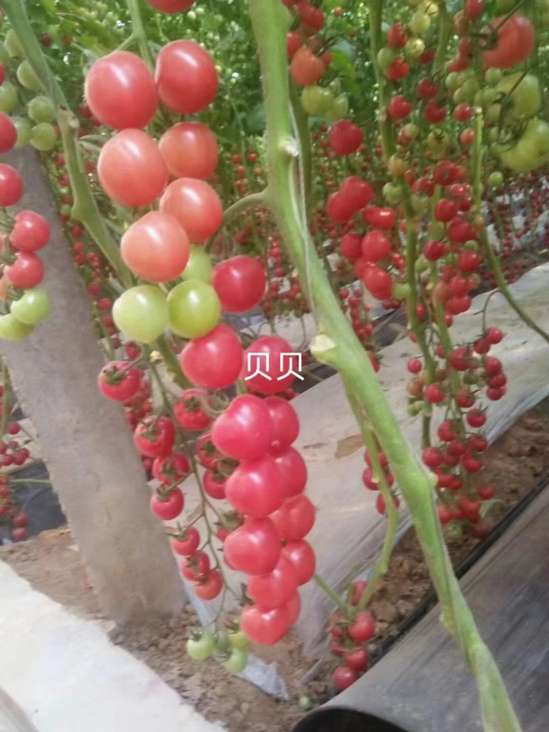 圣女果苗樱桃小番茄苗千禧，小黄圣女果苗，迷彩圣女果苗