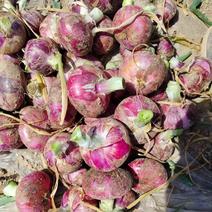 【推荐】安徽萧县紫皮洋葱种植产地一手货源价格稳定常年供货