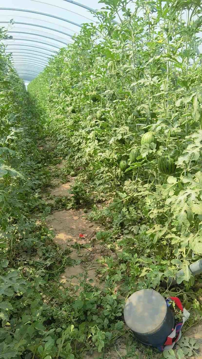 河北小吊瓜，全美2k，L600产地直供皮薄多汁甜度高