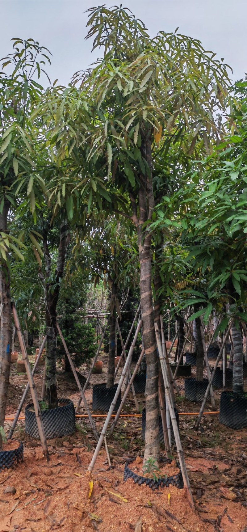 扁桃树8～15公分基地直销规格规格齐全欢迎老板来电