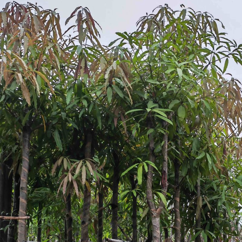 扁桃树8～15公分基地直销规格规格齐全欢迎老板来电