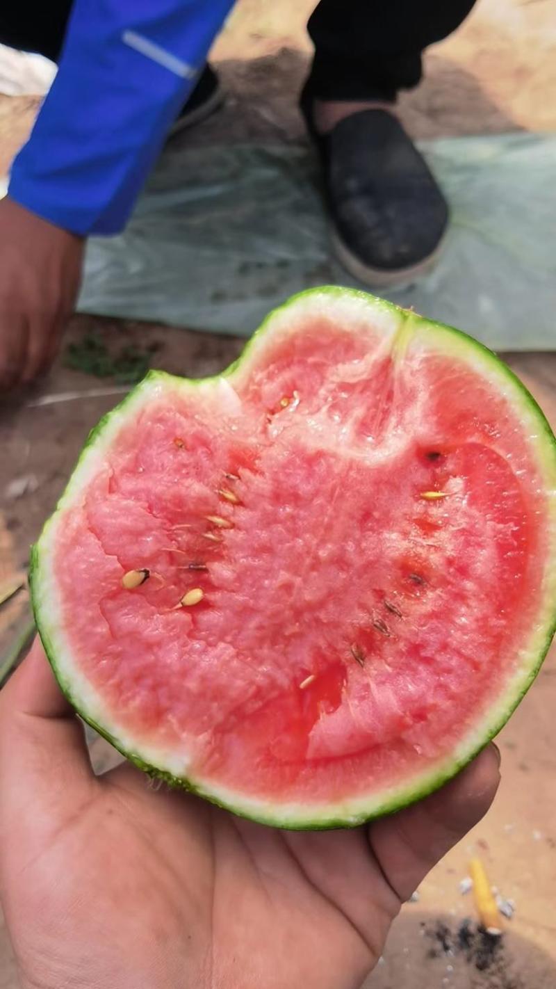 甜王西瓜大量上市中产地直供甜度高耐运输欢迎咨询