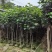 黄槿1～15公分基地直销规格齐全欢迎老板来电咨询合作