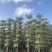 光杆锦叶榄仁树12～15公分基地直销规格齐全欢迎来电