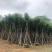 骨架栾树/国庆花12～30公分基地直销规格齐全
