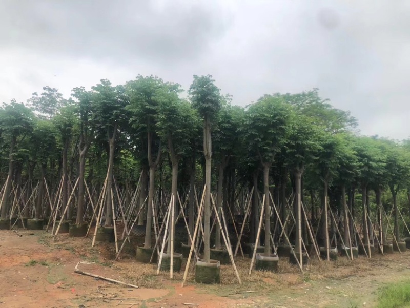 骨架栾树/国庆花12～30公分基地直销规格齐全