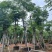 骨架栾树/国庆花12～30公分基地直销规格齐全
