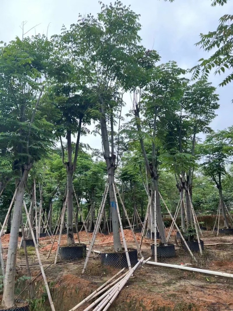 骨架栾树/国庆花12～30公分基地直销规格齐全