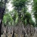 骨架栾树/国庆花12～30公分基地直销规格齐全
