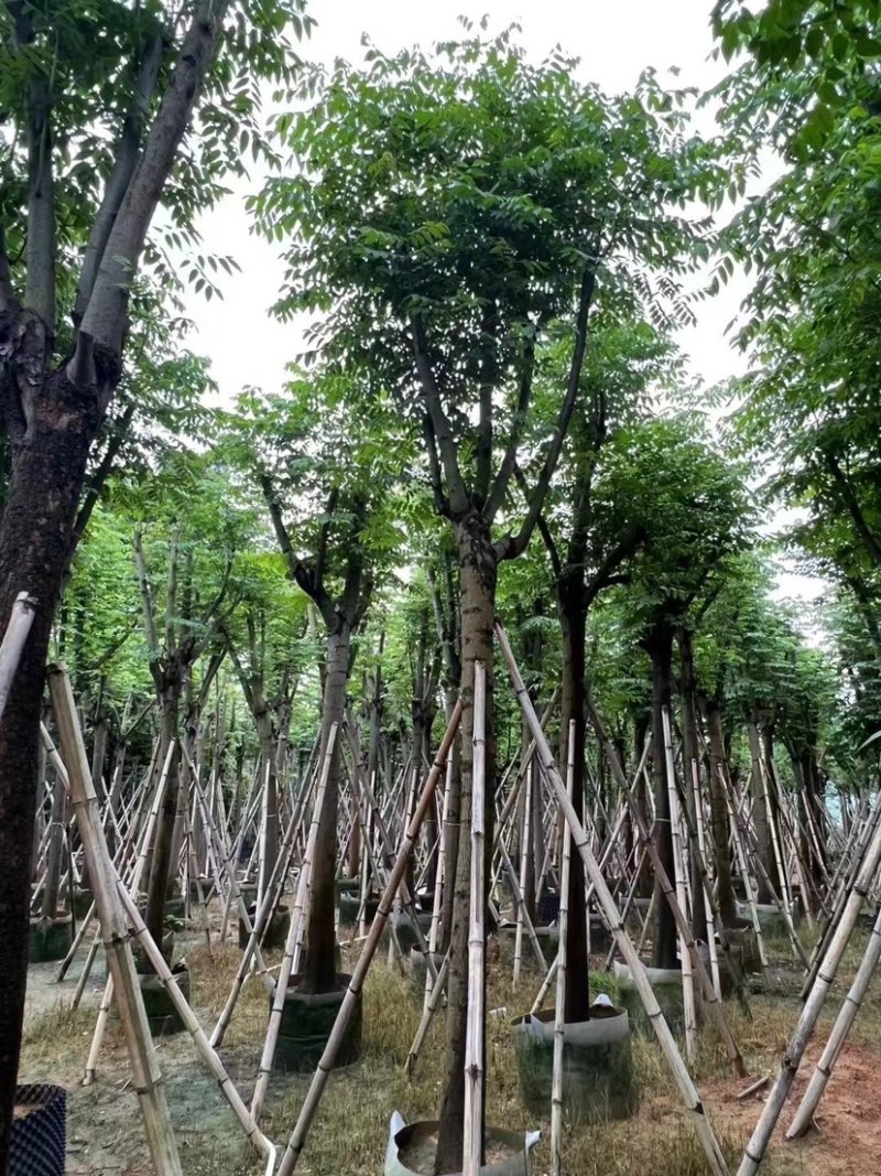骨架栾树/国庆花12～30公分基地直销规格齐全