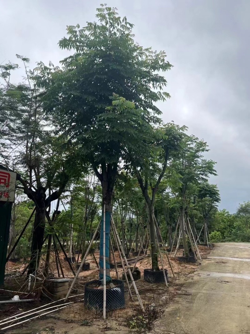 骨架栾树/国庆花12～30公分基地直销规格齐全
