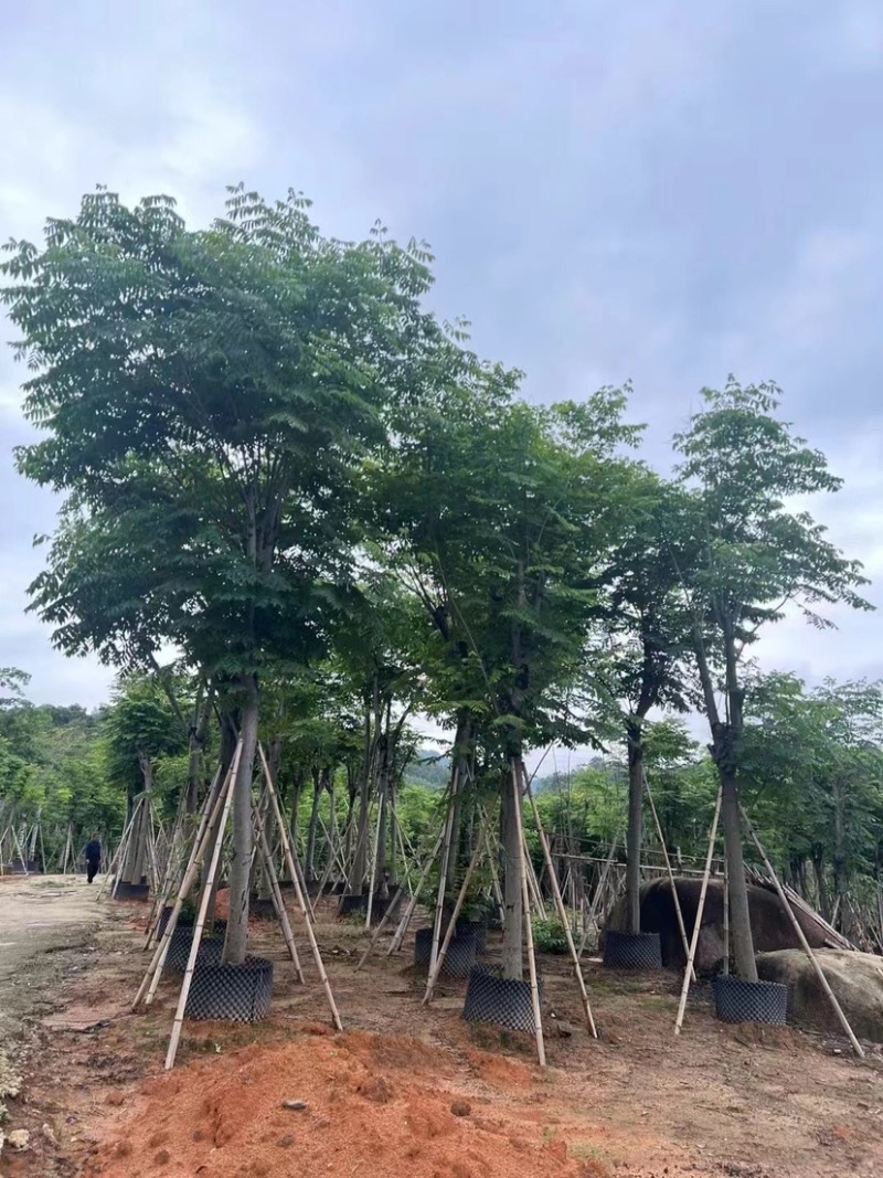 骨架栾树/国庆花12～30公分基地直销规格齐全