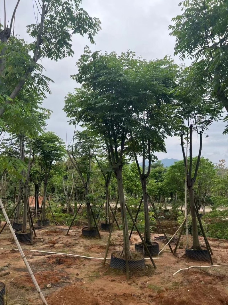 骨架栾树/国庆花12～30公分基地直销规格齐全