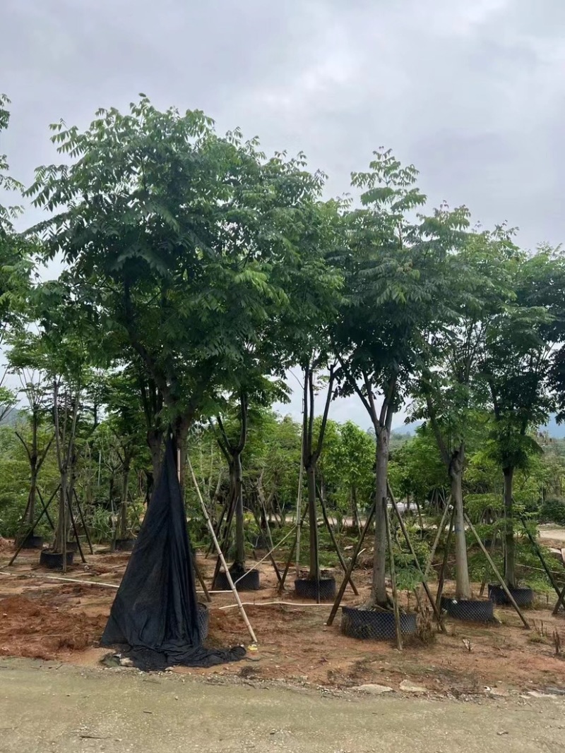 骨架栾树/国庆花12～30公分基地直销规格齐全