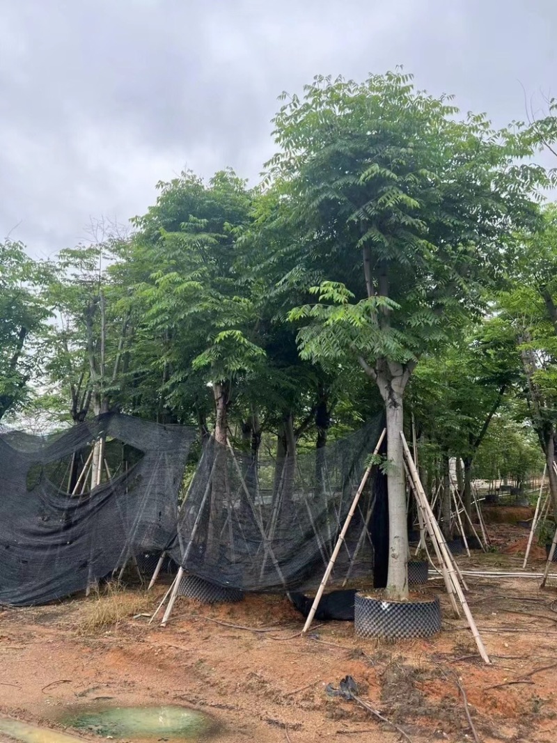 骨架栾树/国庆花12～30公分基地直销规格齐全
