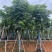 骨架栾树/国庆花12～30公分基地直销规格齐全