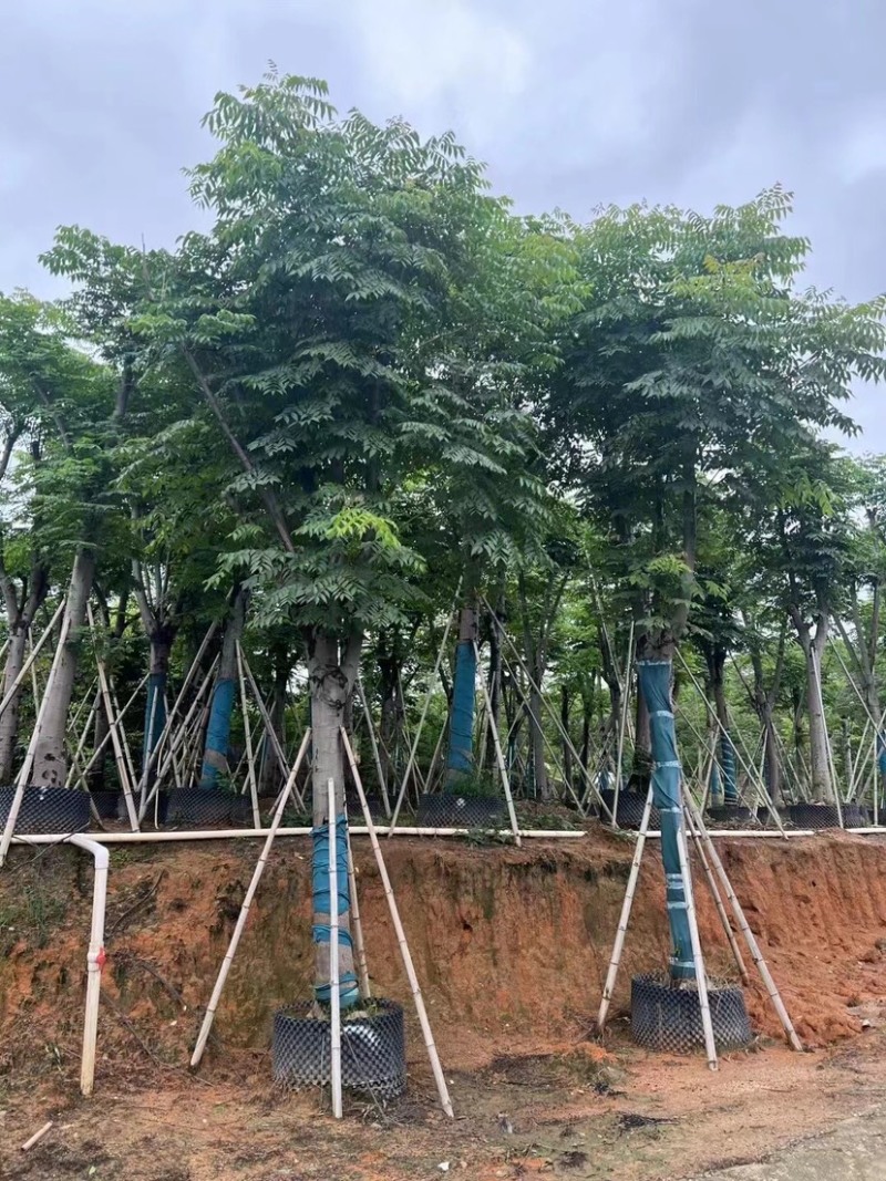 骨架栾树/国庆花12～30公分基地直销规格齐全