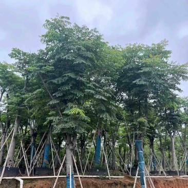 骨架栾树/国庆花12～30公分基地直销规格齐全