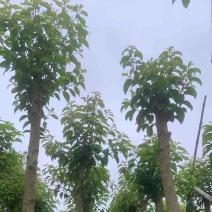 铁冬青/万紫千红5～15公分基地直销规格齐全欢迎来电