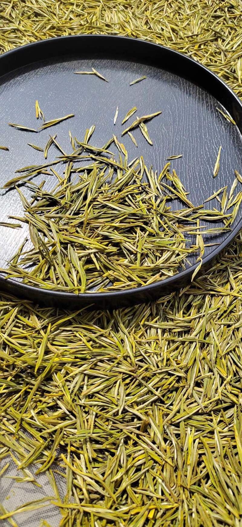 贵州1500海拔黄金叶茶叶