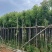 光杆香樟5～15公分基地直销规格齐全欢迎老板来电咨询
