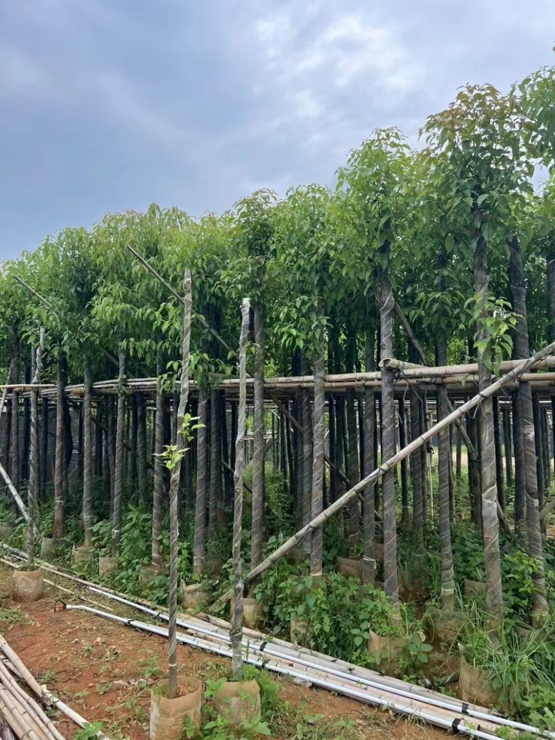 光杆香樟5～15公分基地直销规格齐全欢迎老板来电咨询