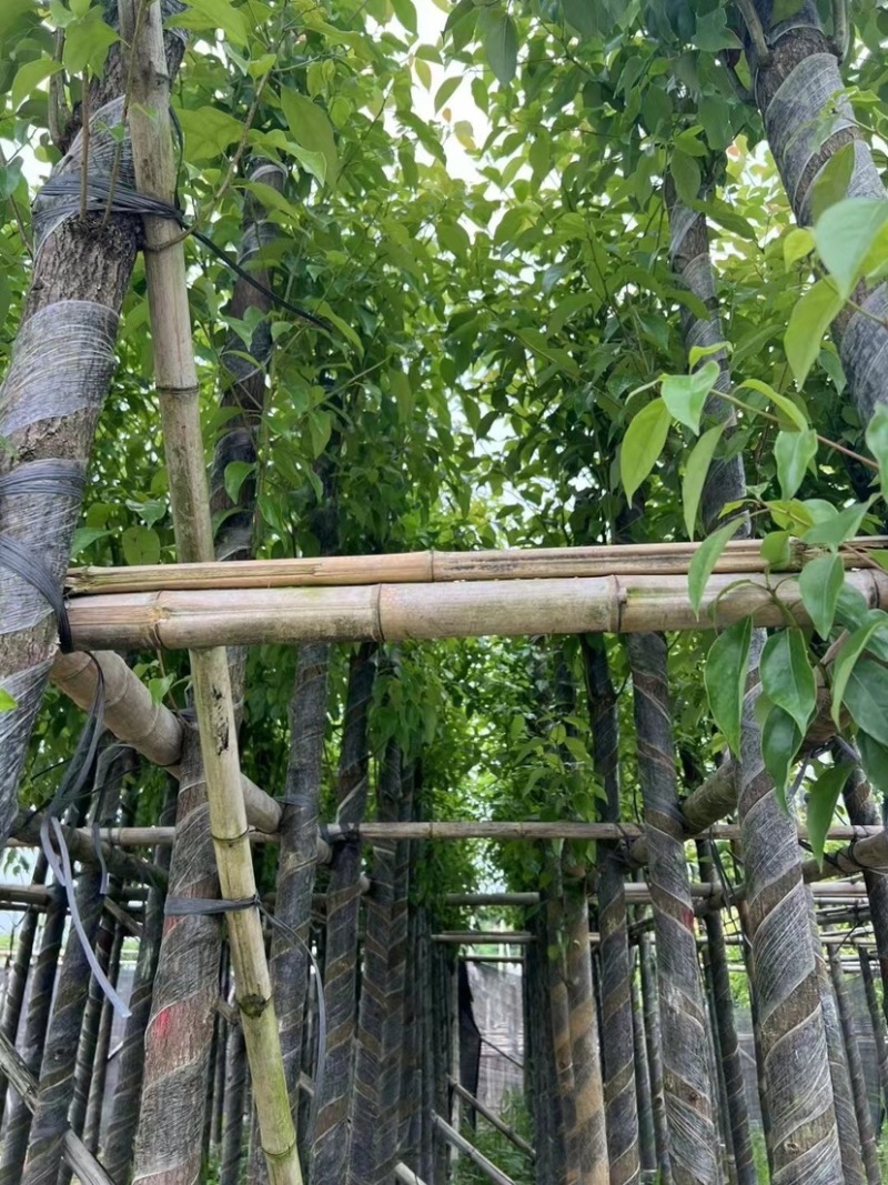 光杆香樟5～15公分基地直销规格齐全欢迎老板来电咨询