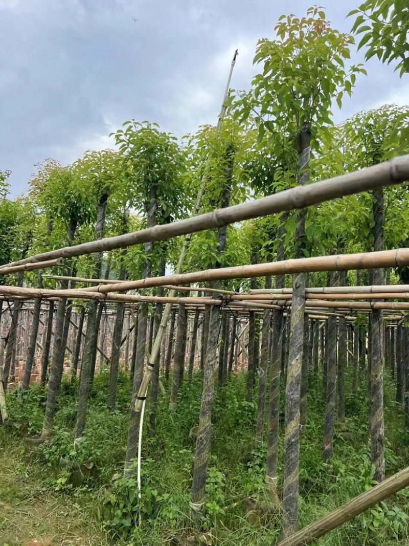 光杆香樟5～15公分基地直销规格齐全欢迎老板来电咨询