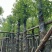 光杆香樟5～15公分基地直销规格齐全欢迎老板来电咨询