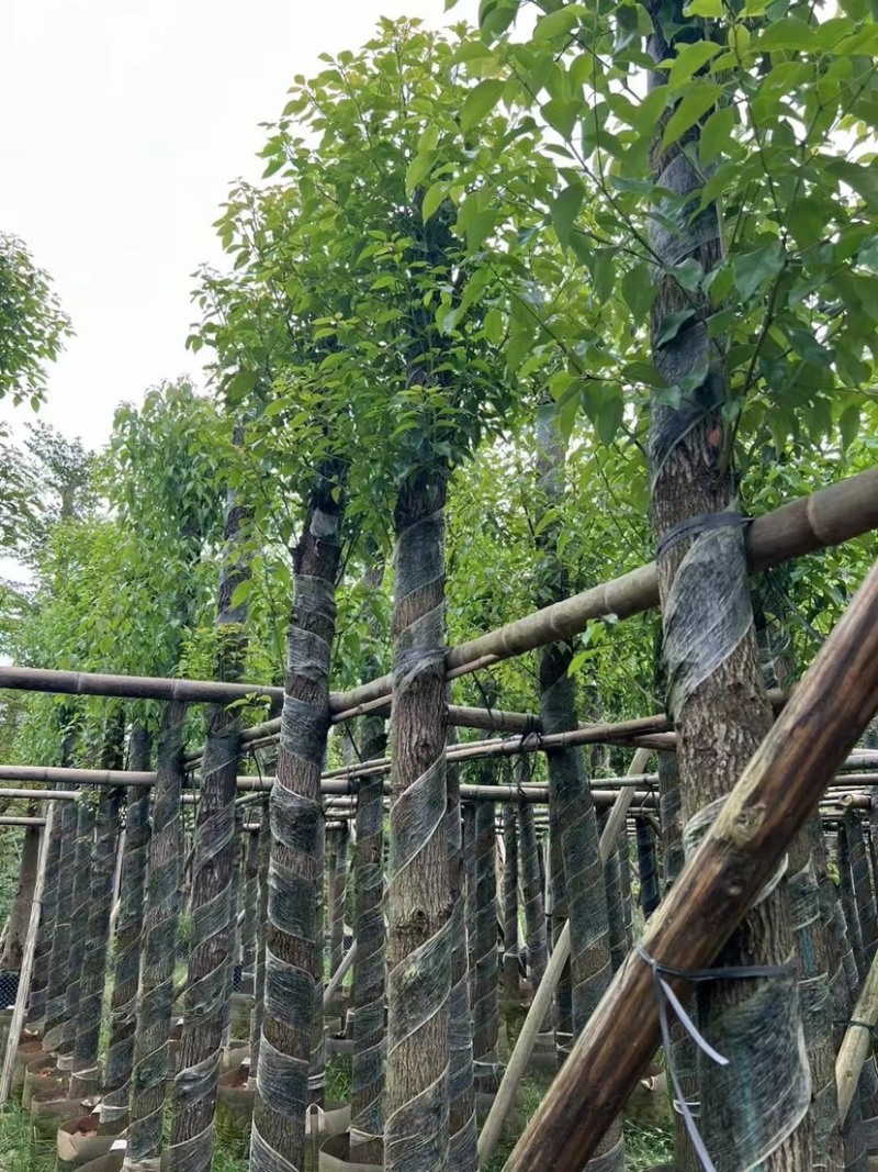 光杆香樟5～15公分基地直销规格齐全欢迎老板来电咨询