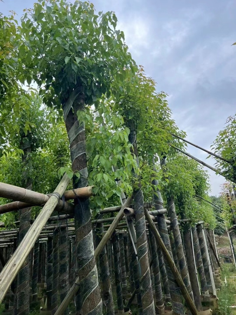 光杆香樟5～15公分基地直销规格齐全欢迎老板来电咨询