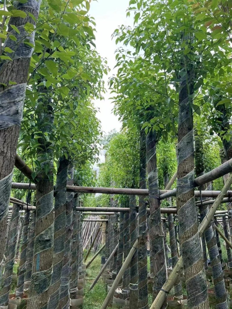光杆香樟5～15公分基地直销规格齐全欢迎老板来电咨询
