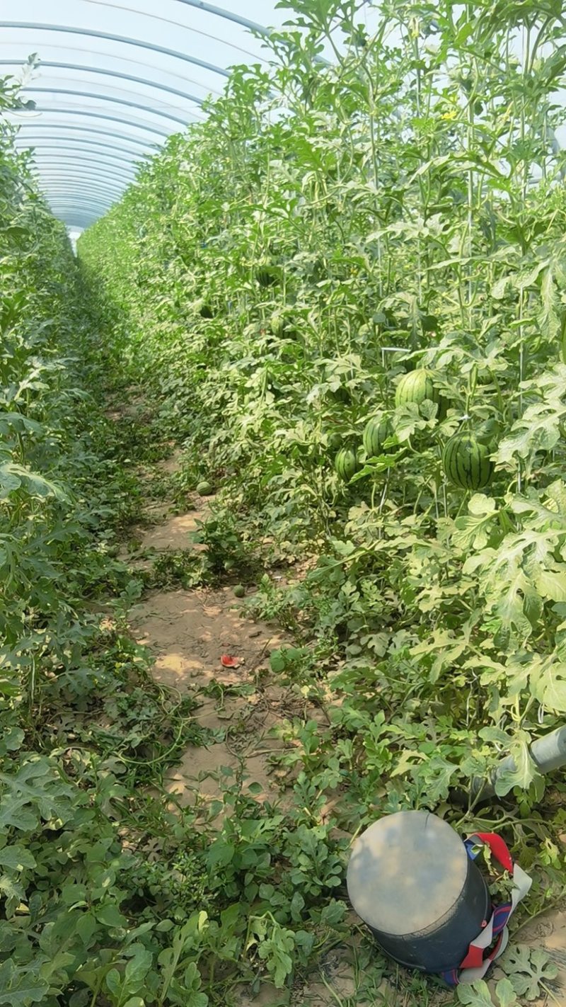 河北小吊瓜，全美2k，L600产地直供皮薄多汁甜度高