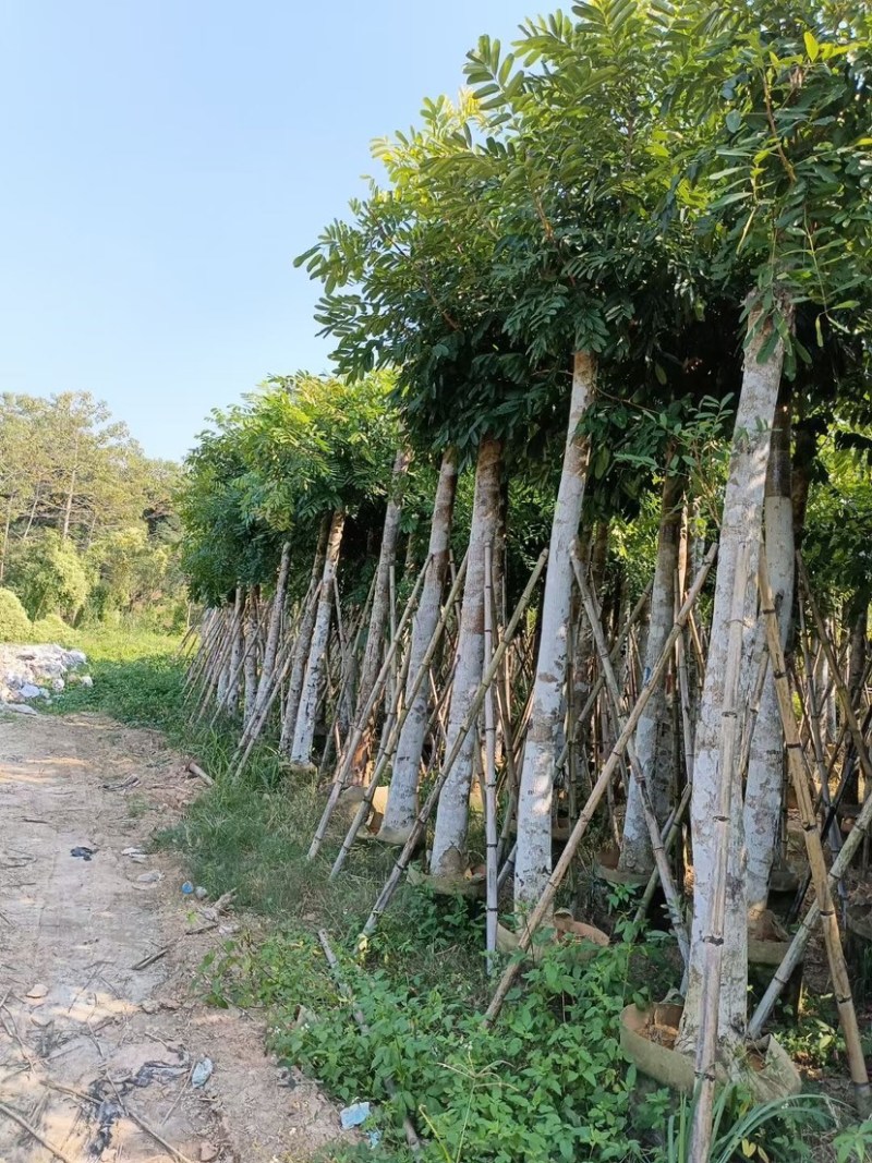 桃花心木15～18公分基地直销规格齐全欢迎老板来电