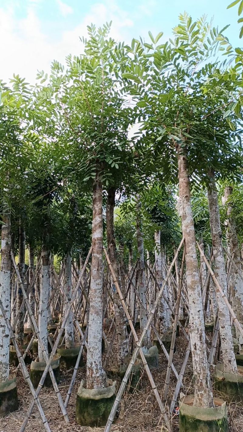 桃花心木15～18公分基地直销规格齐全欢迎老板来电