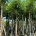 桃花心木15～18公分基地直销规格齐全欢迎老板来电