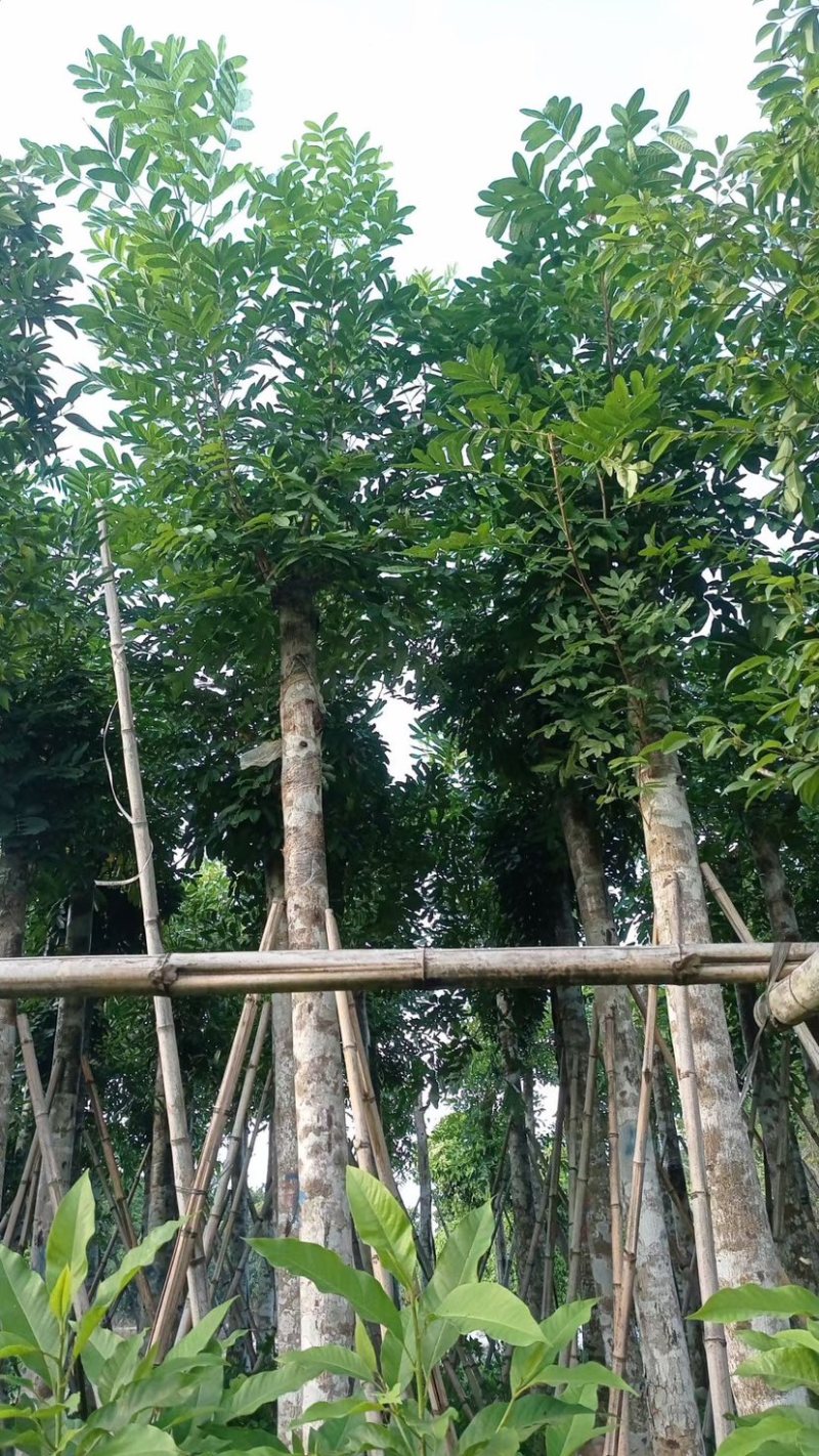 桃花心木15～18公分基地直销规格齐全欢迎老板来电